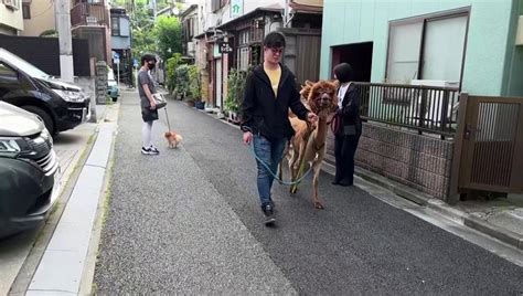 萌！東京羊駝逛大街 「羊駝樂園」藏身新宿市區