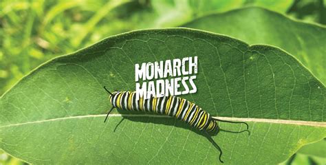 My Summer Spotting Epic Monarch Butterflies | Garden Culture Magazine