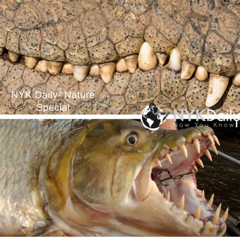 Fight in the Wild Series: Goliath Tigerfish Vs Nile Crocodile - NYK Daily