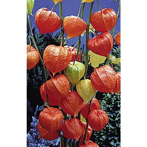 Physalis Alkekengi Var Franchetti Graines Baumaux