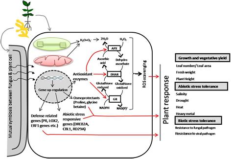 Frontiers Piriformospora Indica Potential And Significance In Plant