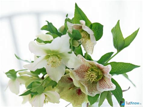 Применение морозника для похудения