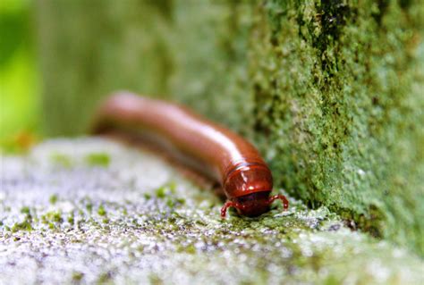 Millipede Exterminator | Solve Pest Pros