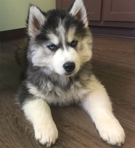 Maha Siberians Siberian Husky Puppies For Sale In Logan AL AKC