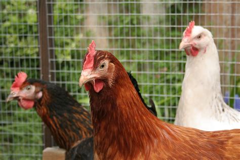 Tips B Sicos Para El Cuidado De Gallinas Ponedoras Comadsa