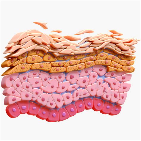 Průřez epidermis Anatomie kůže 3D model