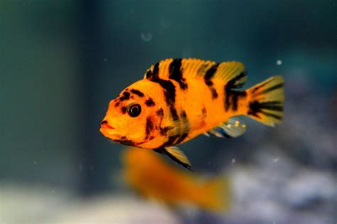 Buy Pair Of Ob Red Blotch Zebra African Cichlid Live Tropical