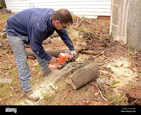 Man Cutting Fallen Tree With Chainsaw Stock Photo Alamy