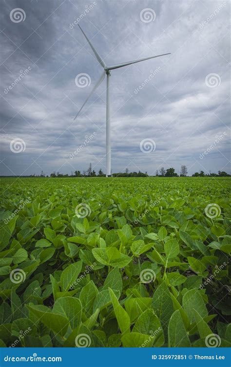 Tall Wind Turbine Stand Ominously Over A Lush Green Corn Field