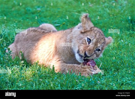 Lion Cub Lying In Green Grass And Are Eating Raw Meat Stock Photo Alamy