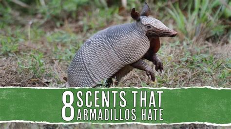 Scents That Armadillos Hate And How To Use Them Pest Pointers