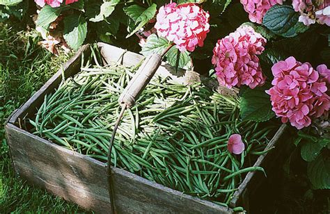 Semez Les Haricots Verts Avec La Lune Guide Et Astuces