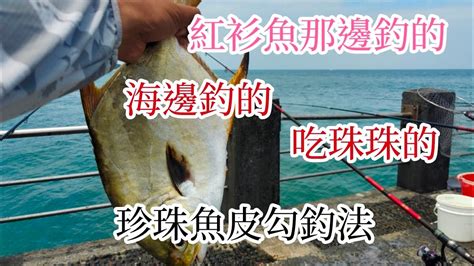 （第55集）紅杉魚哪裡釣？海邊釣的，專吃珠珠珍珠魚皮勾釣法 Youtube