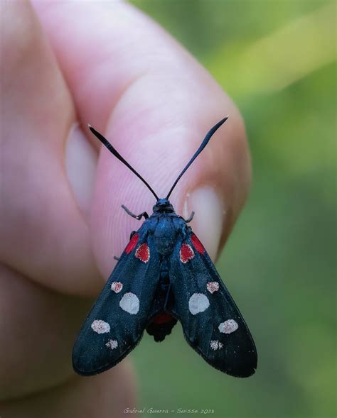 Zyg Ne De La Coronille Zygaena Ephialtes Switzerland V Flickr