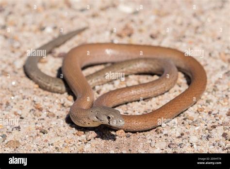 Common Scaly Foot Legless Lizard Stock Photo Alamy