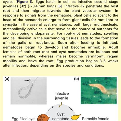 The Life Cycle Of A Plant Parasitic Cyst Nematode Key Stages In The Download Scientific