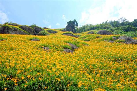 【2025六十石山】花蓮六十石山金針花最新花況！賞花攻略