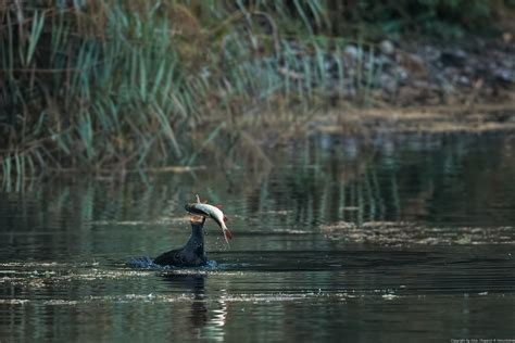 Grand Cormoran Phalacrocorax Carbo Great Cormorant Flickr