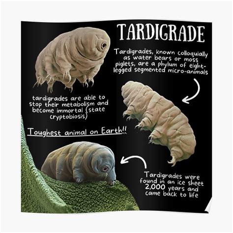 Tardigrade Fun Facts Premium Matte Vertical Poster