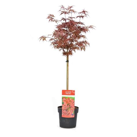 Acer Palmatum Shaina Rable Japonais Pot Cm Hauteur Cm