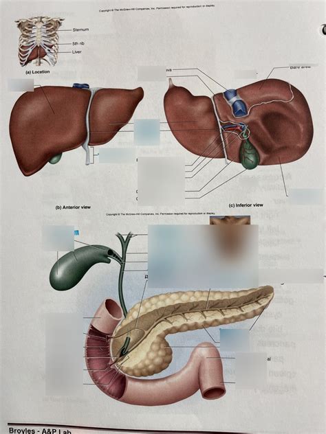 Digestive Accessory Organs Diagram Quizlet