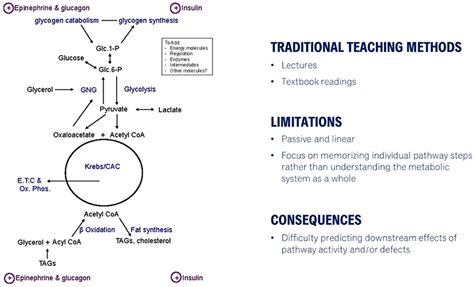 Metabolism Process