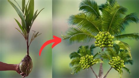 How To Grow Coconut Tree From Coconut Fruits Trees Are Made From