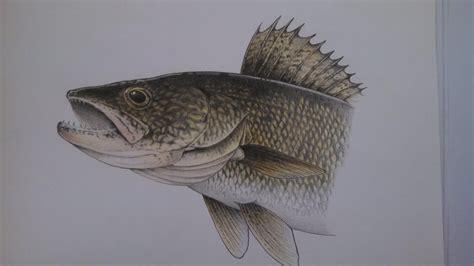 Walleye Drawing at GetDrawings | Free download