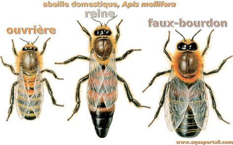 Abeille définition illustrée avec explications AquaPortail