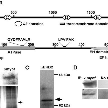 Co Immunoprecipitation And Mass Spectrometry Identify Ehd As A