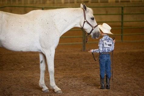 Government Sponsored Event Features Adoptable Wild Horses