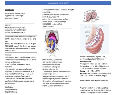 Free Vet Ultrasound Cheat Sheet Vet Ultrasound Cheat Sheet