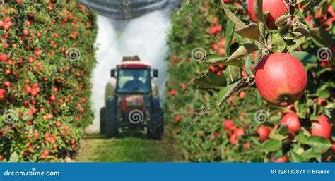 Spraying Apple Orchard With A Tractor And Agricultural Machinery Stock