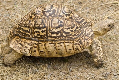 Qualities of Egyptian Tortoise - Sulcata Tortoise