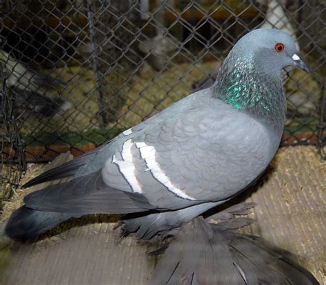 Saxon Field Pigeon Sächsische Feldfarbentaube Pigeontype