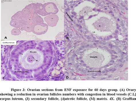 Corpus Luteum Histology Labeled