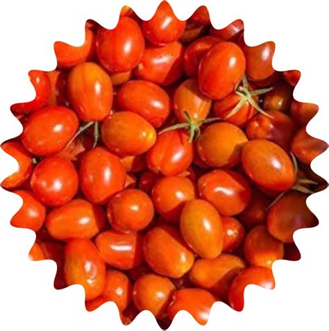 Pomodoro Messicano Del Miele Circa Semi Pomodori Dolci Pi Costosi