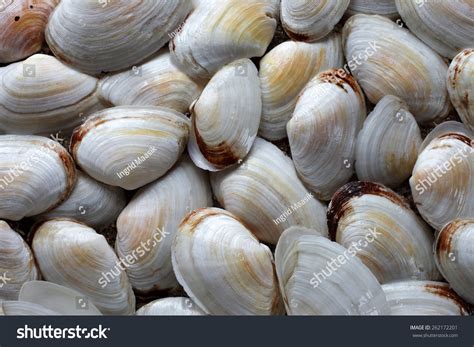 2242 Soft Shelled Clams Images Stock Photos And Vectors Shutterstock