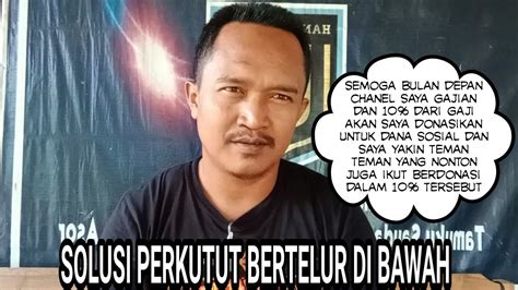 Kenapa Perkutut Tidak Mau Bertelur Di Sarangnya Youtube