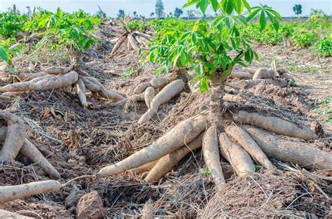 Cassava Plant How To Grow And Harvest Cassava Obsigen