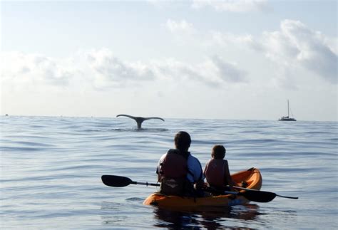 South Maui Whale Watch Kayaking And Snorkel Tour In Kihei Getyourguide