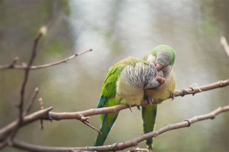 Romantic Birds Couple