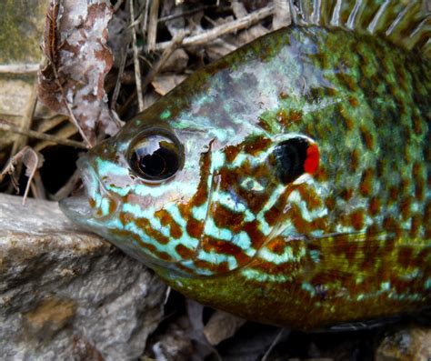 Sunfish, Pumpkinseed | www.roughfish.com