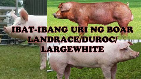 Mga Uri O Lahi Ng Baboy Na Magandang Alagaan Youtube