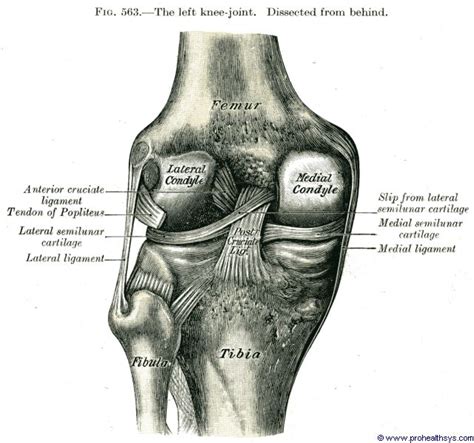 Knee Joint Anterior And Posterior View