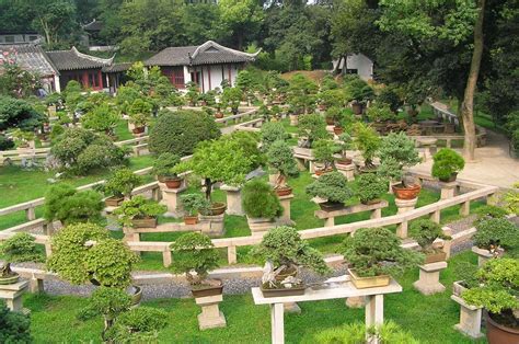 Garden Bonsai Di Jepang