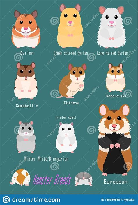 Illustration about Collection of hamster breeds, various breed, front ...