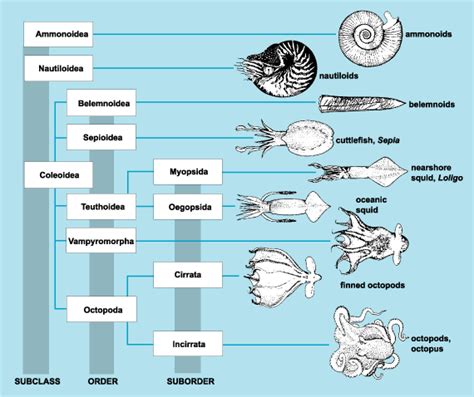 Diagram Evolutionary Relationships Of Cephalopods School Pinterest