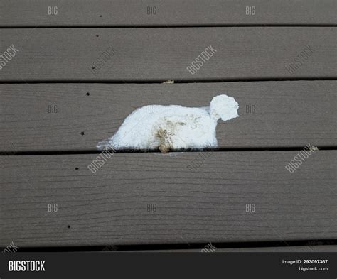 White Bird Feces Poop Image And Photo Free Trial Bigstock