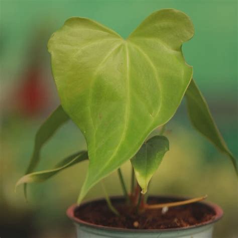 anthurium macrolobium buy plant   india growcerys